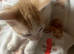 For sale 5 beautiful stunning male kittens 10 weeks old