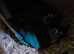Proven breeding pair blue conure