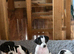 Pups for sale born 30/05/2026