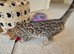 Stunning Pedigree Bengal Kittens