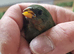 Parrot finches red face and seagreens and blue face