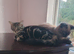 Siamese x British short-hair mink boy