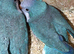 Very beautiful blue Quacker breeder pair