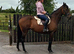 Sweet, safe 11yo 16.1h Irish TB mare RORE