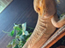 Bearded dragon and set up