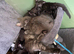 Kittens ready for forever home