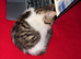 Beautiful Kitten Looking for a Calm, Loving Home