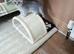 British Shorthair kittens