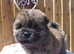Chow chows