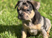 French bulldog boys and girls