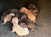 4 beautiful boy cockapoo pups