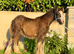 “Gawbridge Mary Whitney”