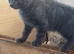 Kittens for sale now