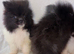 Pomeranian puppies