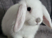 Beautiful Mini lop looking good a home