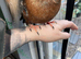 2 hand reared Archangel pigeons