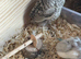 Button Quail