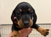 Dachshund puppies READY NOW