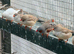 Zebra finch for sale
