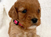 Adorable miniature F1 red Cavapoo puppies