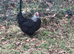 FRENCH SILVER BLACK MARAN HATCHING EGGS