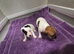Jack russell pups