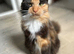 Maine coon cross kitten