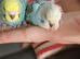 Pair of baby hen budgies