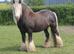 Stunning San Cler Silver dapple filly!