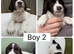 Cocker Spaniel Puppies for sale