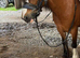 Kids pony can be led by any tot