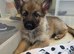 2 girl gsd