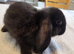 Beautiful Mini lop looking good a home