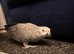 Tame red factor African grey