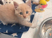 Beautiful kitten looking for a home