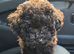 Asian Toy Poodle GIRLS
