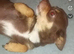 Female teacup chihuahua