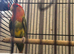 Male lovebird
