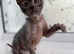 Pedigree Lykoi Kittens