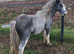 Yearling colt