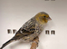 Lizard canary