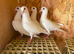 Pure white Ludo Classen racing pigeons for sale