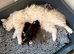 Pedigree Siberian Kittens 2 left!