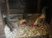 Trio old English game bantams