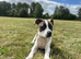 Staff x whippet pup