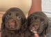 7 Cocker spaniel