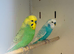 2 Cock Budgies