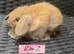 Beautiful Mini Lop baby’s looking for a new .