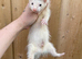 Semi angora kit hob