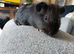 2 female guinea pig
